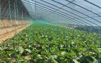 �����߲˴��￹�����׼˵��