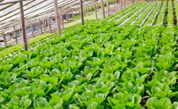 ����ѡ��������ϵͳ����ѡ��