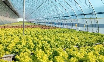 �����߲˴�����ճ�ά����������