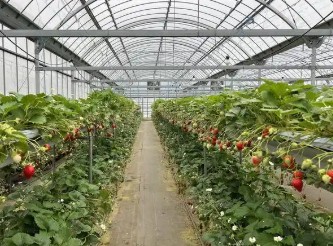 �����߲˴���ͨ��ϵͳ���Ҫ��